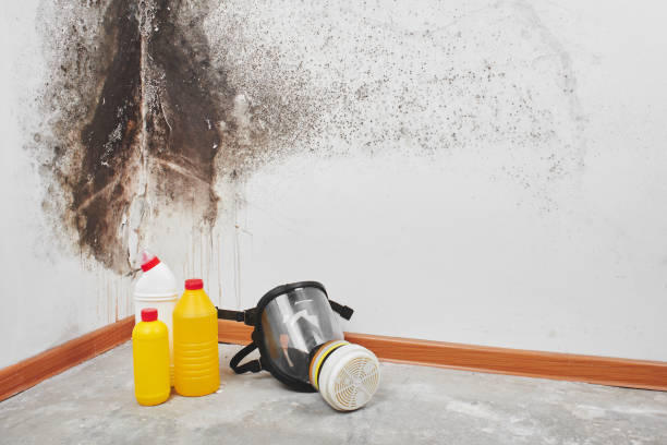 Best Mold Damage Repair  in Hampden Sydney, VA