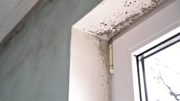 Professional Mold Removal in Hampden Sydney, VA