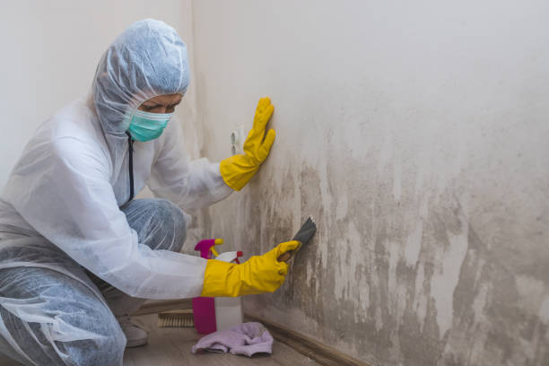 Best Mold Removal Company Near Me  in Hampden Sydney, VA