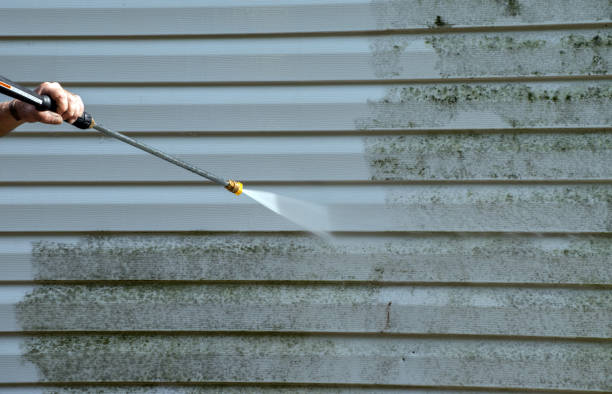 Best Black Mold Removal  in Hampden Sydney, VA