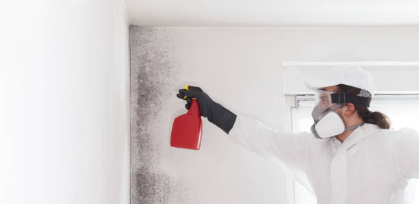 Best Best Mold Removal Companies  in Hampden Sydney, VA
