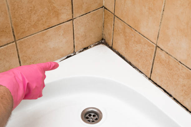 Best Crawl Space Mold Removal  in Hampden Sydney, VA