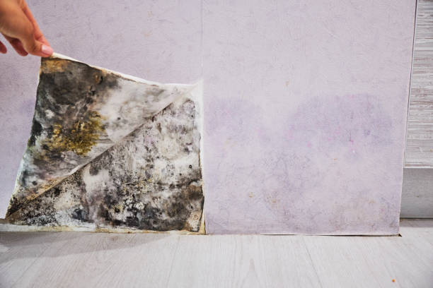 Best Professional Mold Removal  in Hampden Sydney, VA